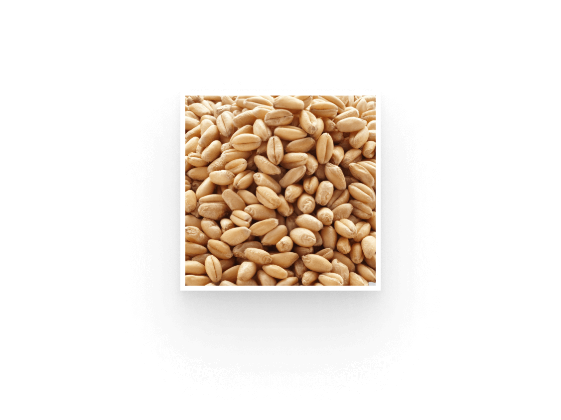 A picture of a pile of wheat grains