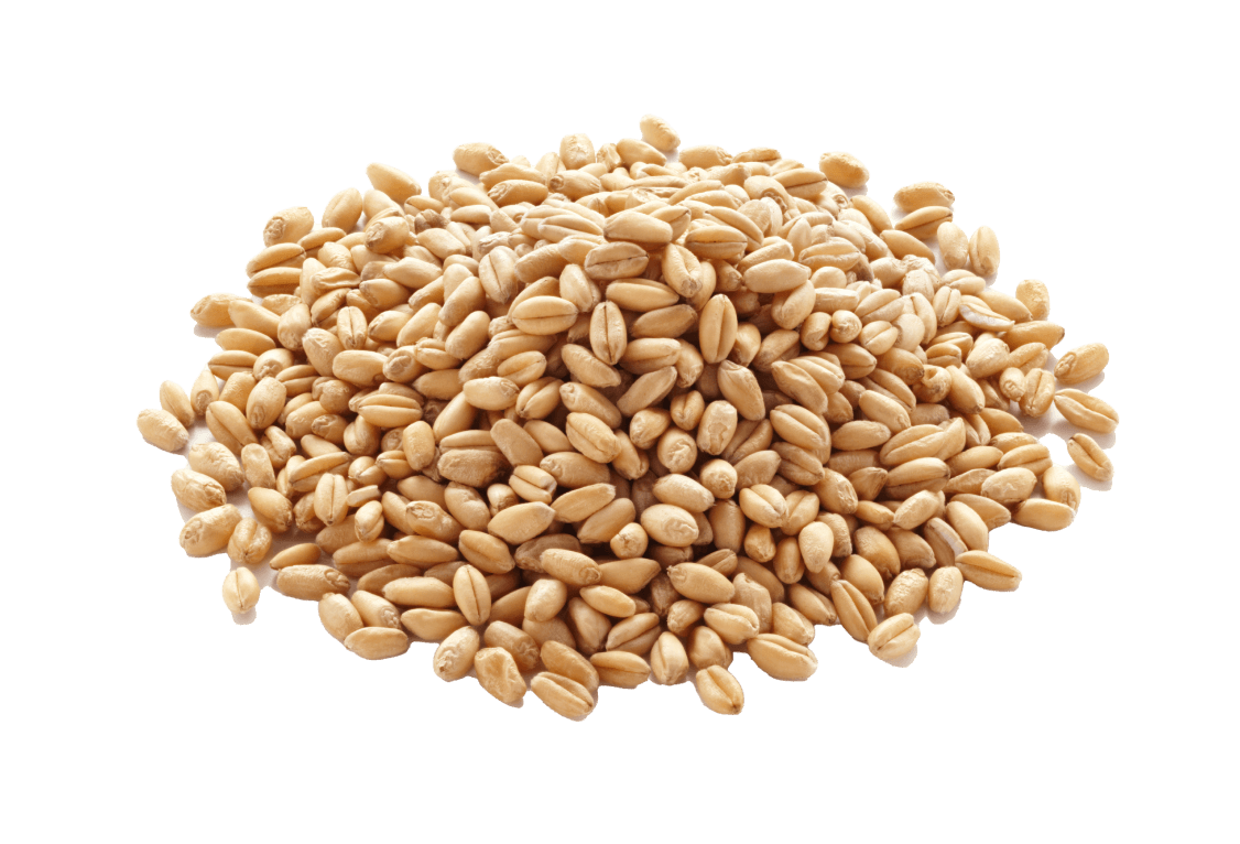 A pile of wheat grains